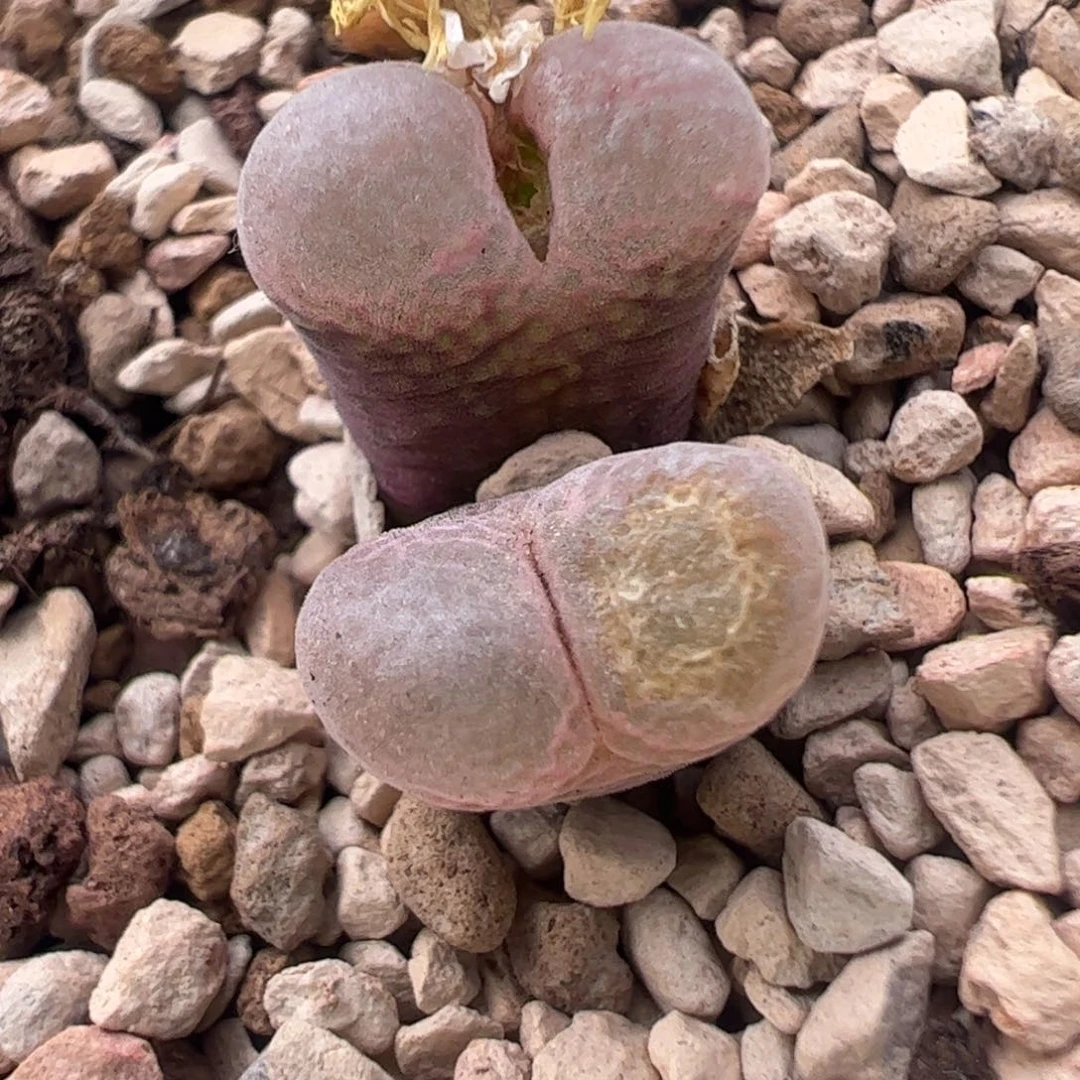 816 好看的多肉冲冲冲