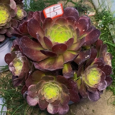雨荷轮回捧花15号链接