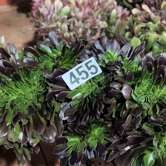 忆***多肉植物一个欧若拉455