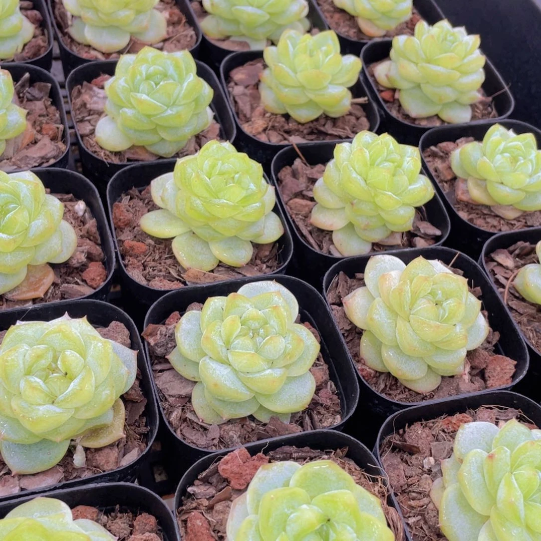 量拍20号 优选水晶粉钻单头一个