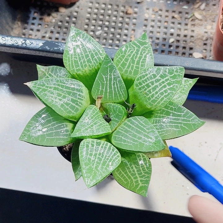 康平201新手好养的