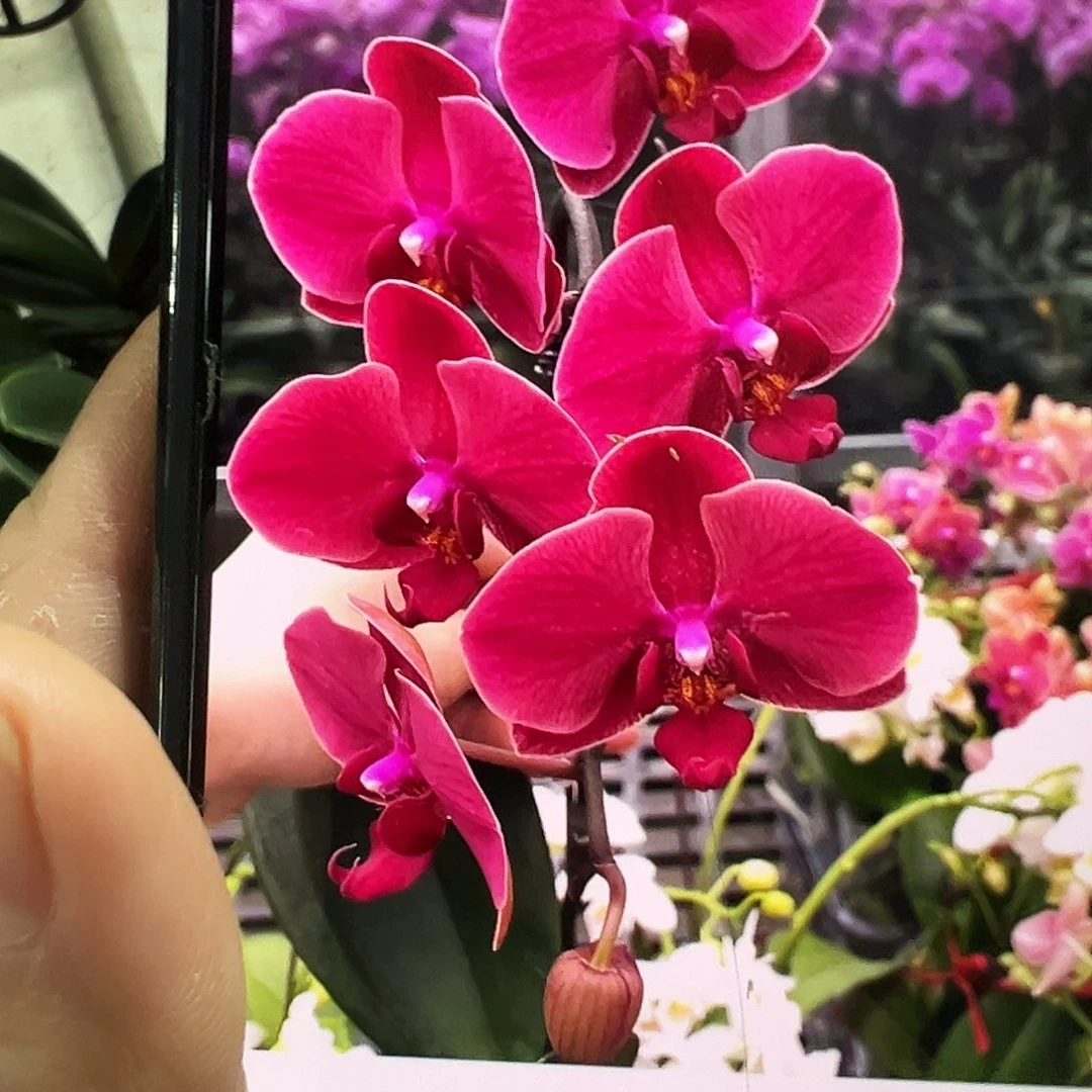 当前无花栽培后可以开花浮力红梅凑单发货一颗不发货
