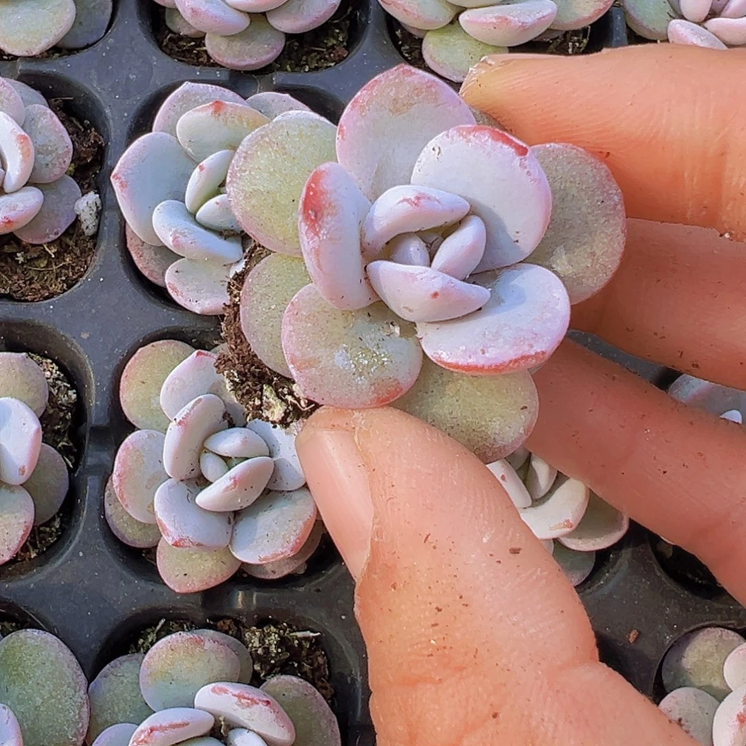 雪莲苗5颗19包邮多肉