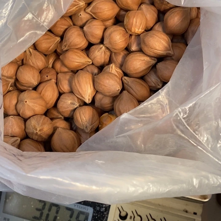 吊坠橄榄核领**演這是我的