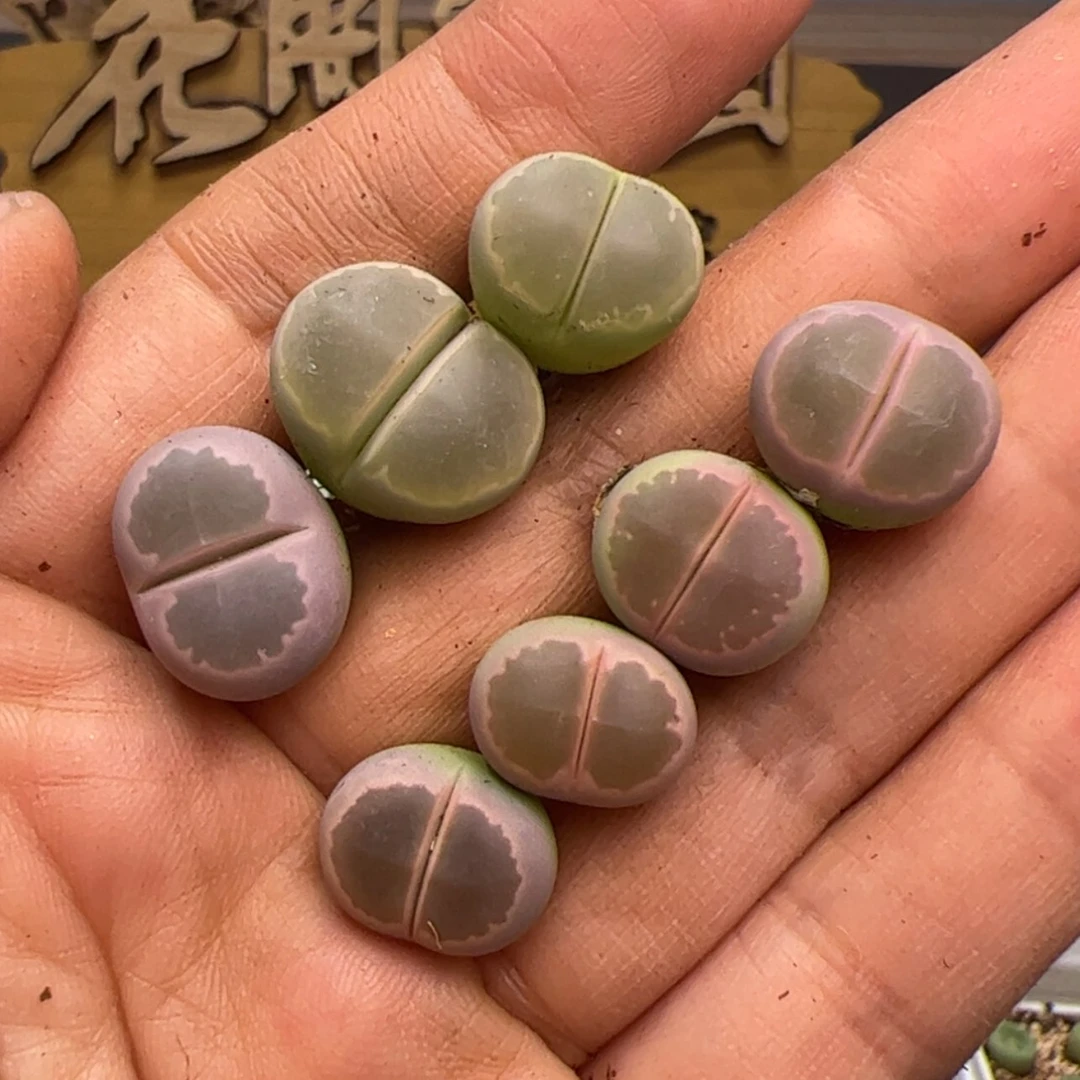 【闪购商品】000000020橄榄