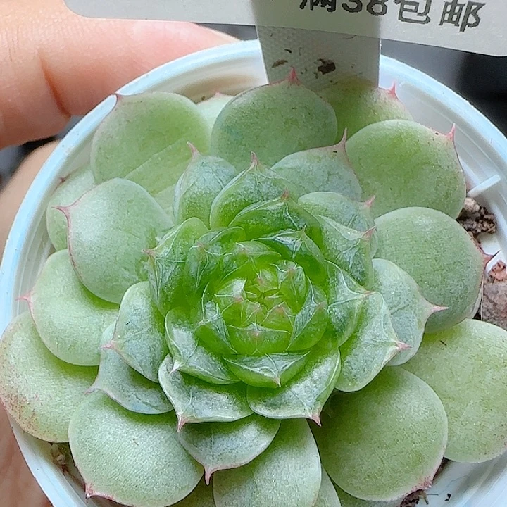 1028-194海心优选