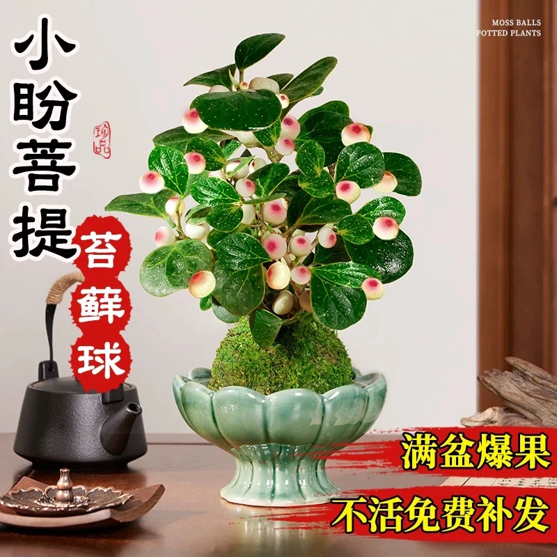 小盼菩提树盆栽带果盆景植物四季常青室内办公室桌面绿植禅意摆件