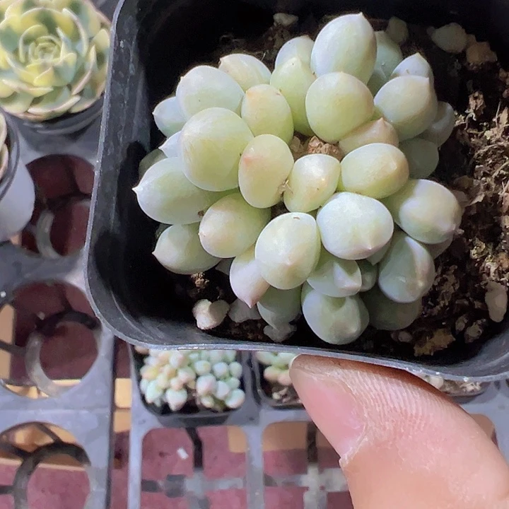 明珠精品多肉植物