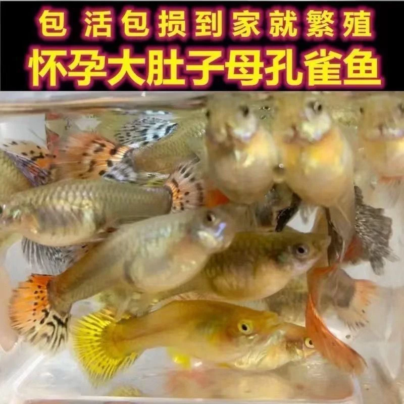 孔雀鱼凤尾鱼孕母临产精品种鱼纯种繁殖观赏鱼小型热带鱼大肚子