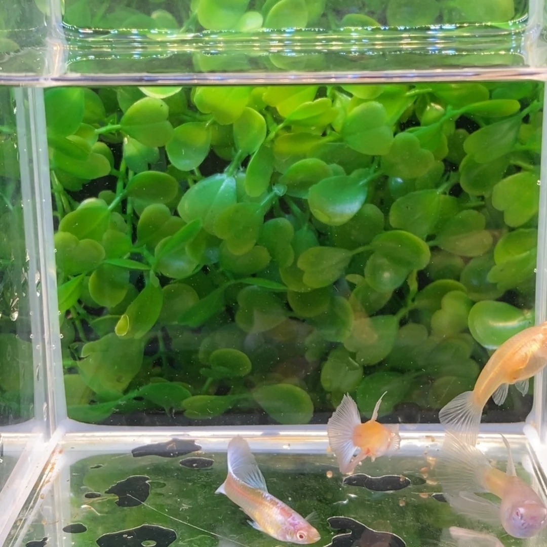 孔雀鱼蓝白c一对普通一条缎带一条