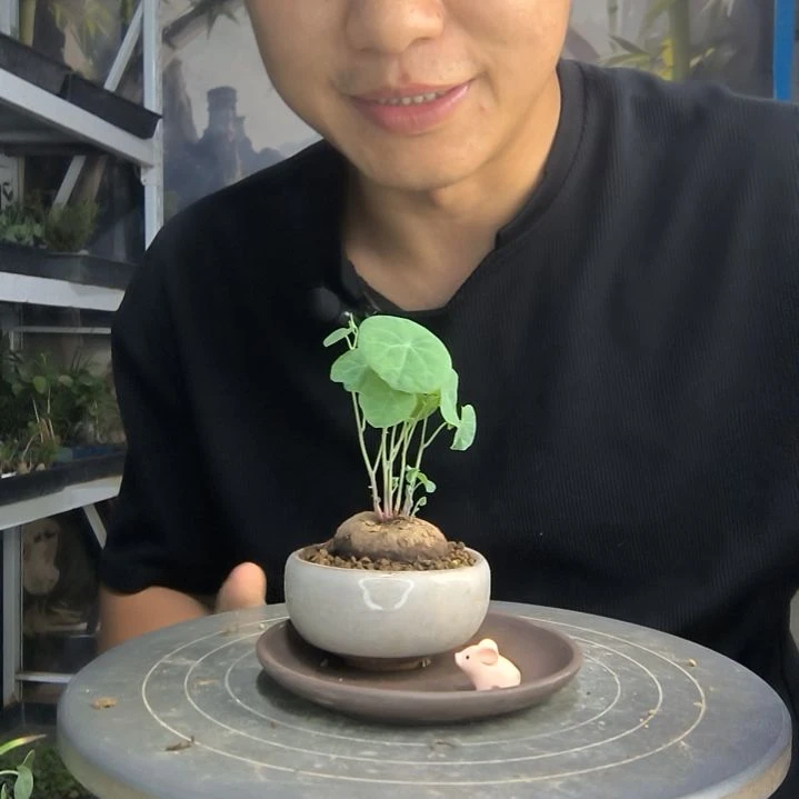 摔****肉中青园艺一物一拍179