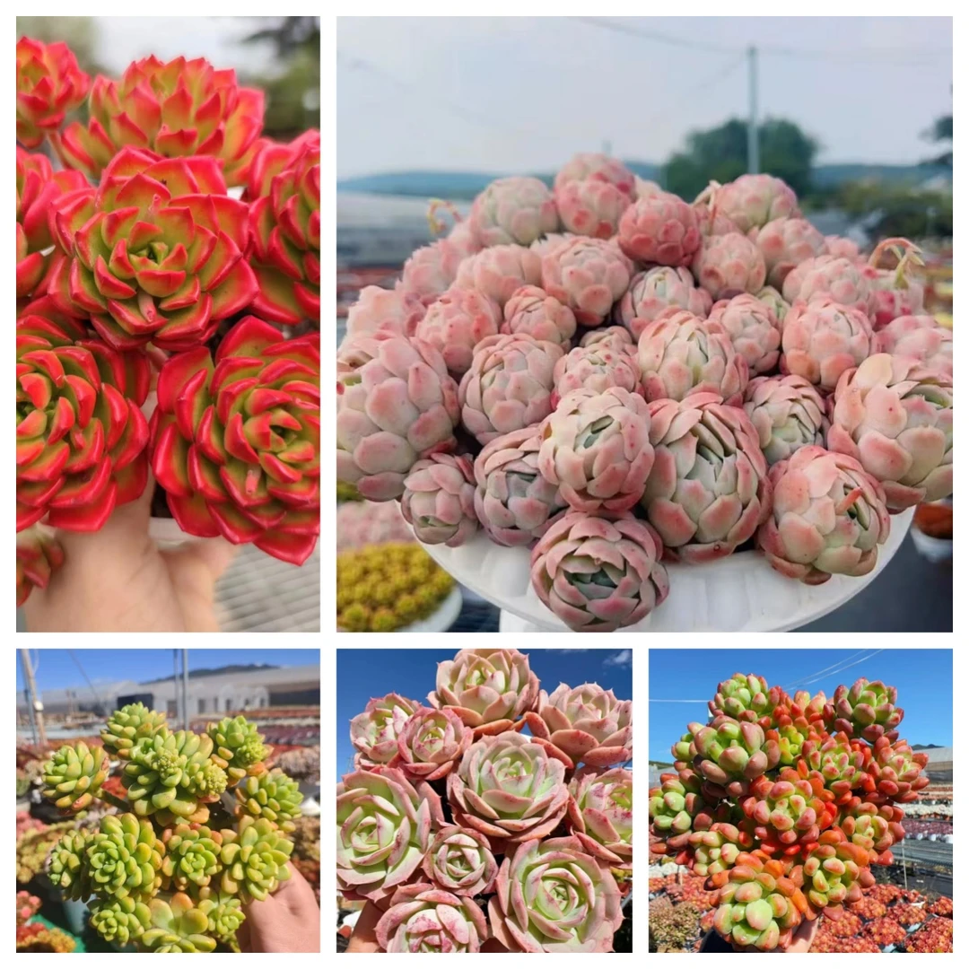 x贝瑞+罗马盆组合 喜阳耐旱 新手好养 带盆带土发货