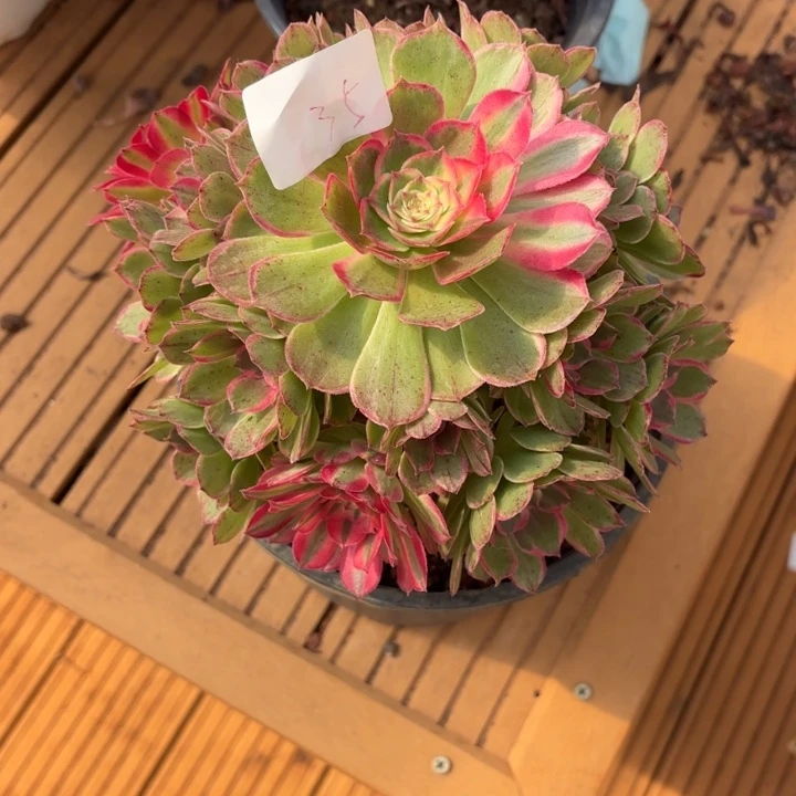 云南万花筒好看35h