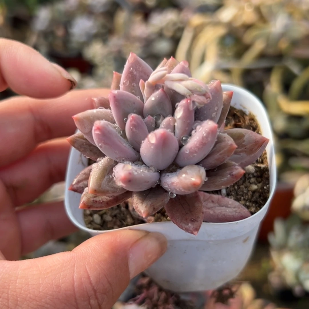 多肉植物多肉植物