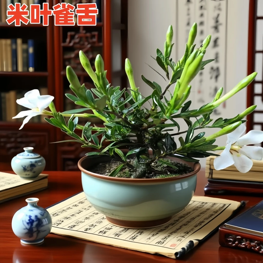 【米叶雀舌】贵货栀子花盆栽浓香多季花好养净化空气花卉绿植