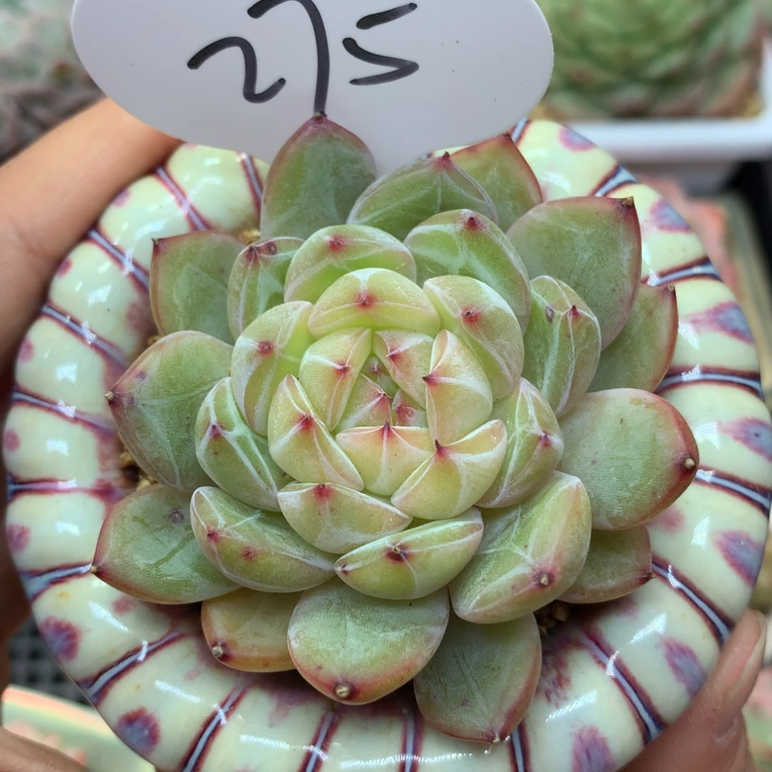 雪花珍妮单头275