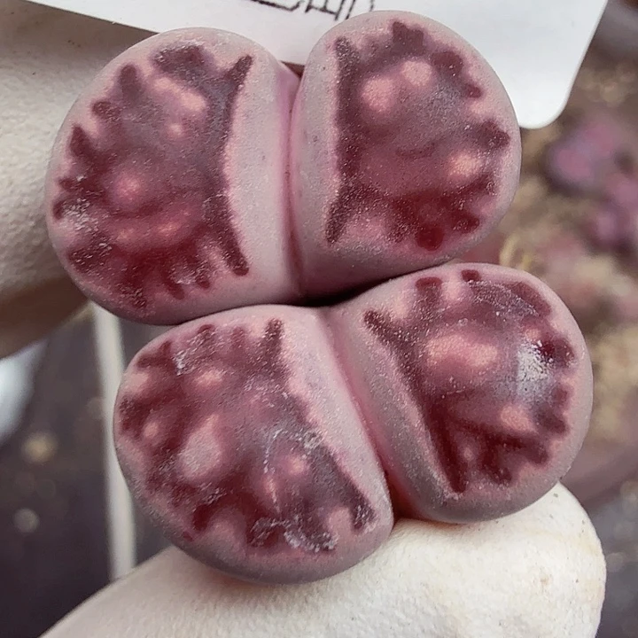 哈哈笑不出话就笑道没办法647