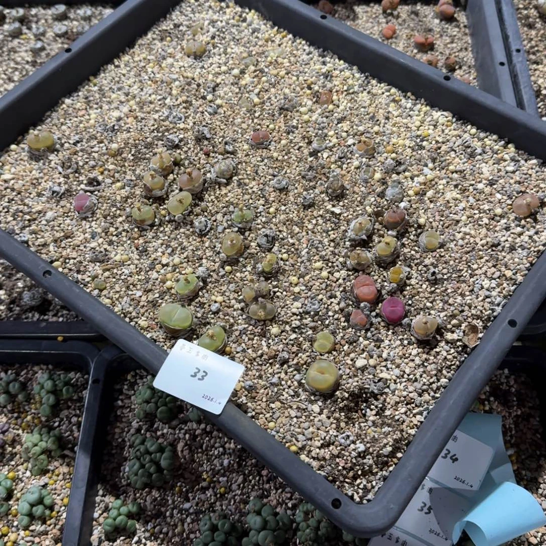 荔***卷多肉多肉多肉1.4-033