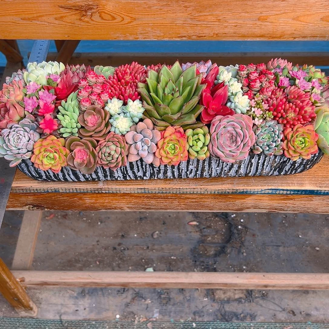 经典大长条多肉组合