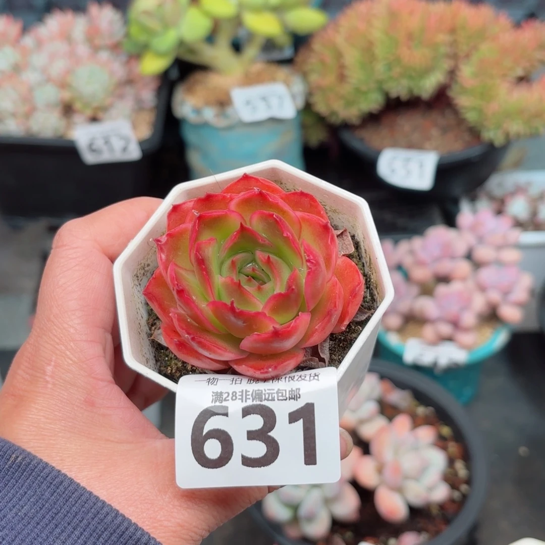 东云虾饺无盆土发货