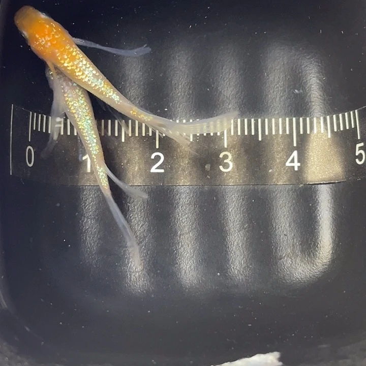 青鳉鱼王翔华一对