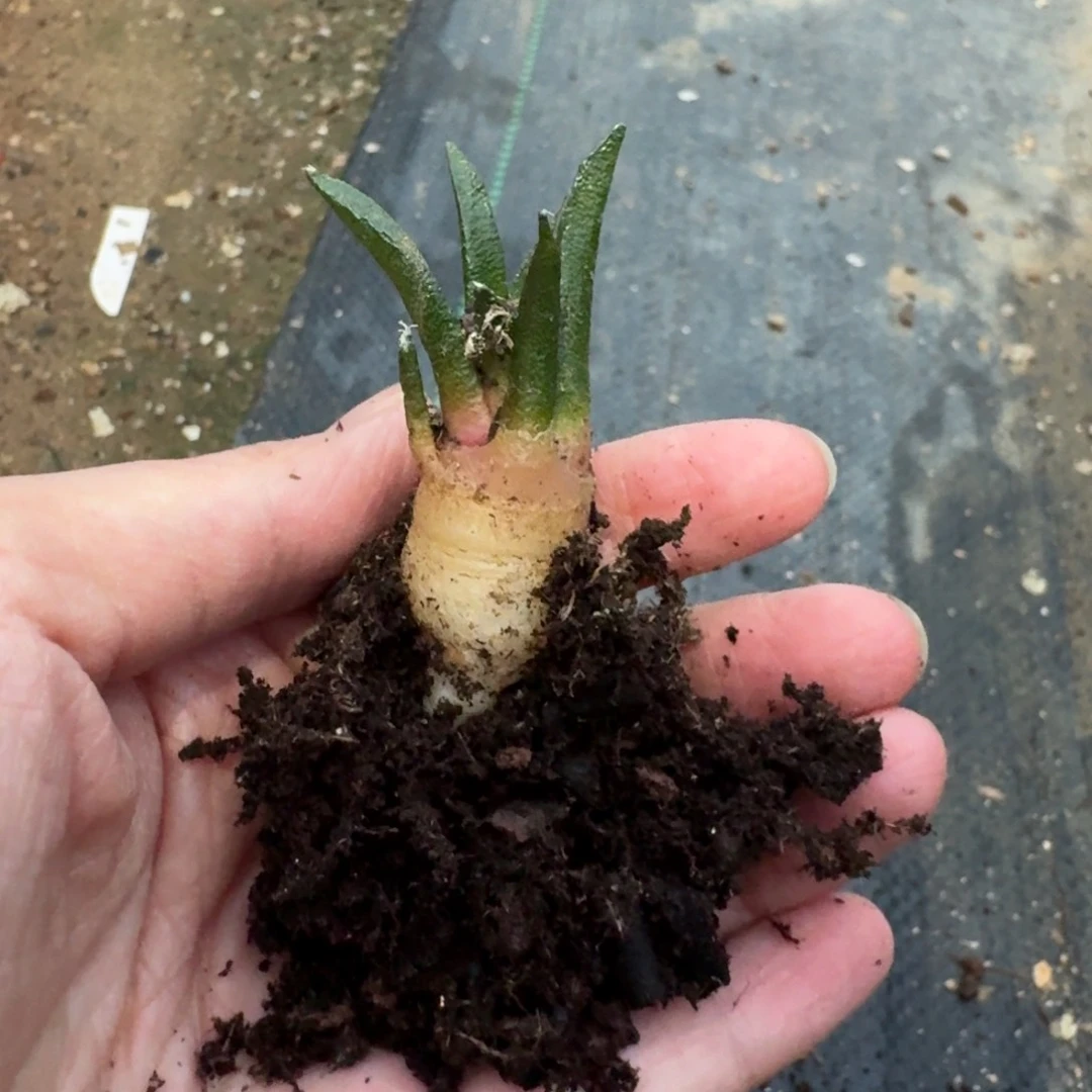 辛顿牡丹一物一拍多肉