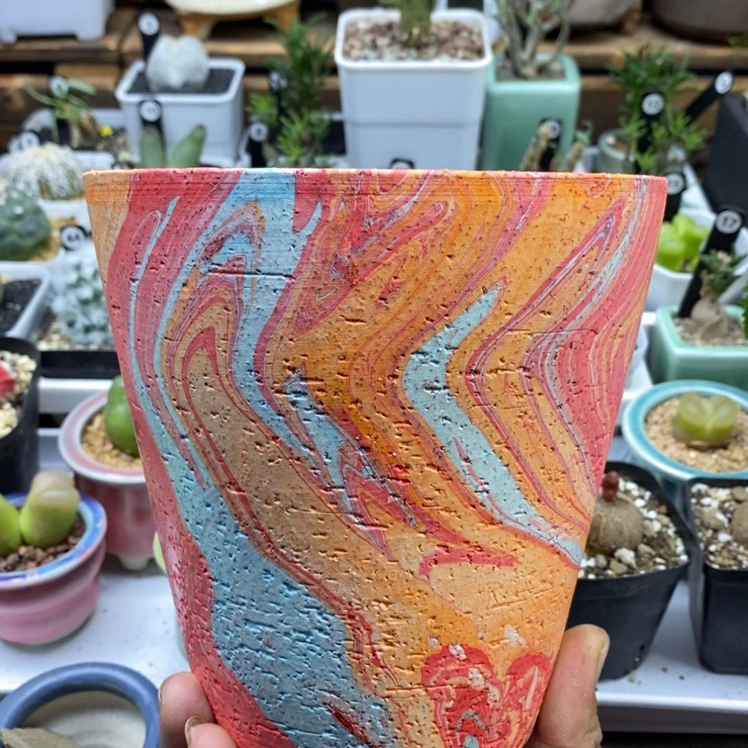 块根植物盆一物一拍