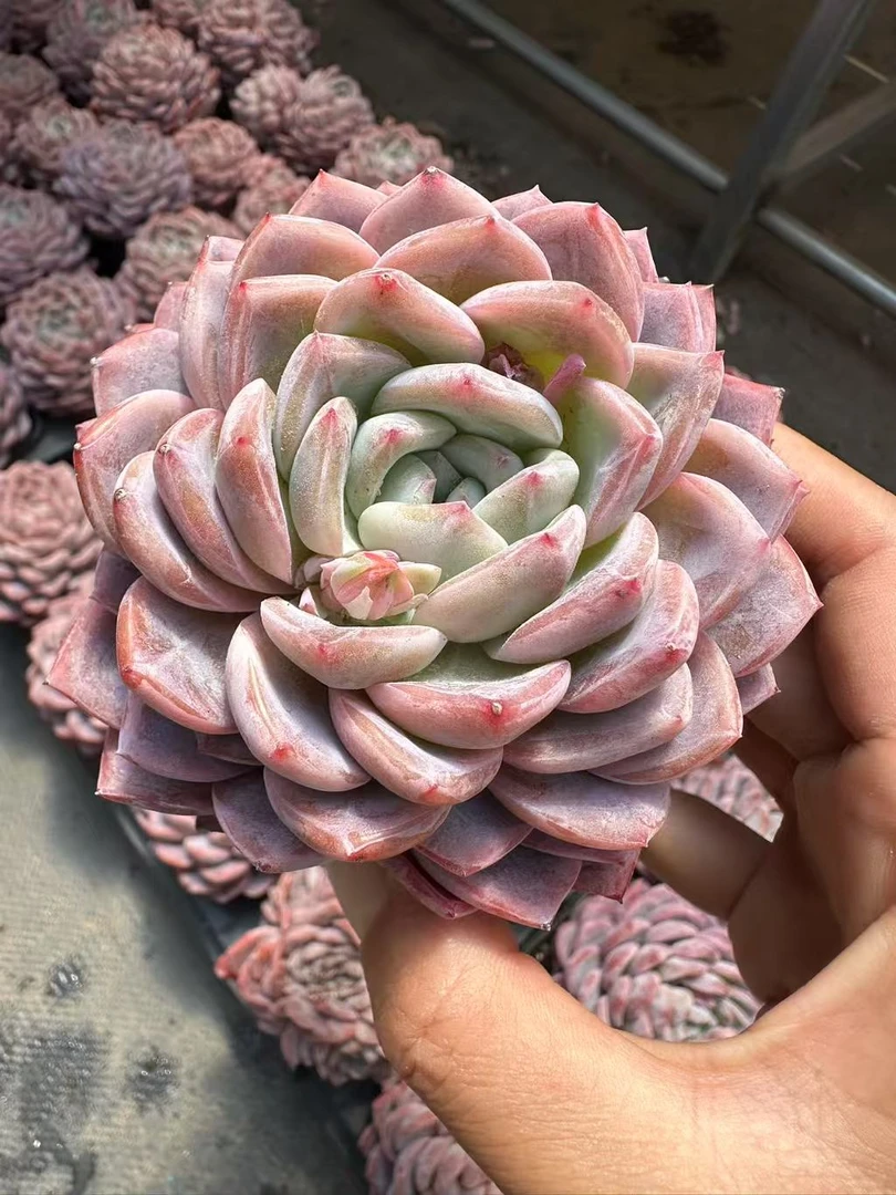 9#胭脂雪优秀版  多肉植物      前男友精品多肉