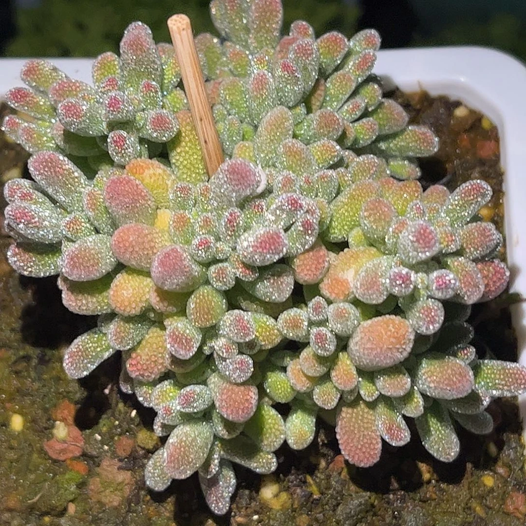 29五彩冰晶优选枝干番杏