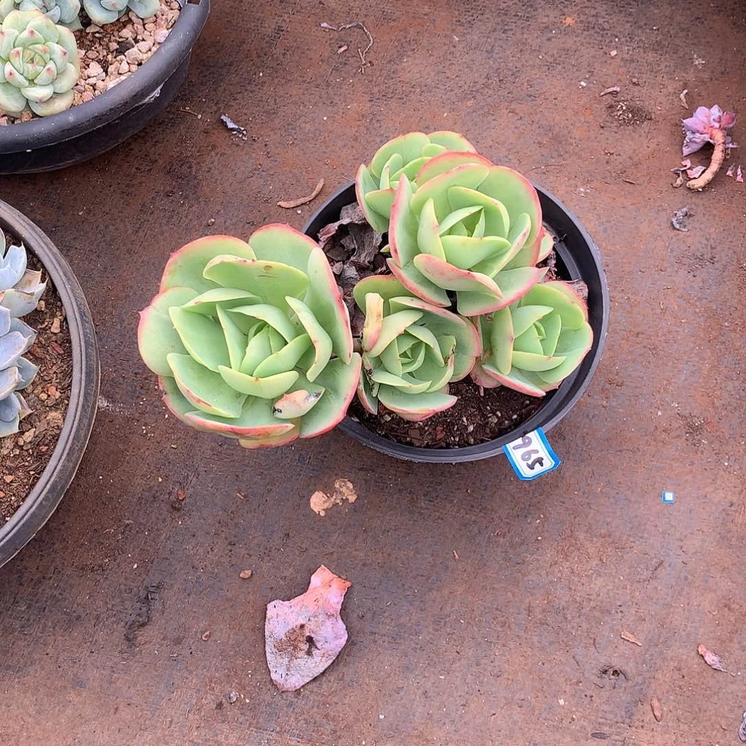 965碧桃 一物一拍多肉