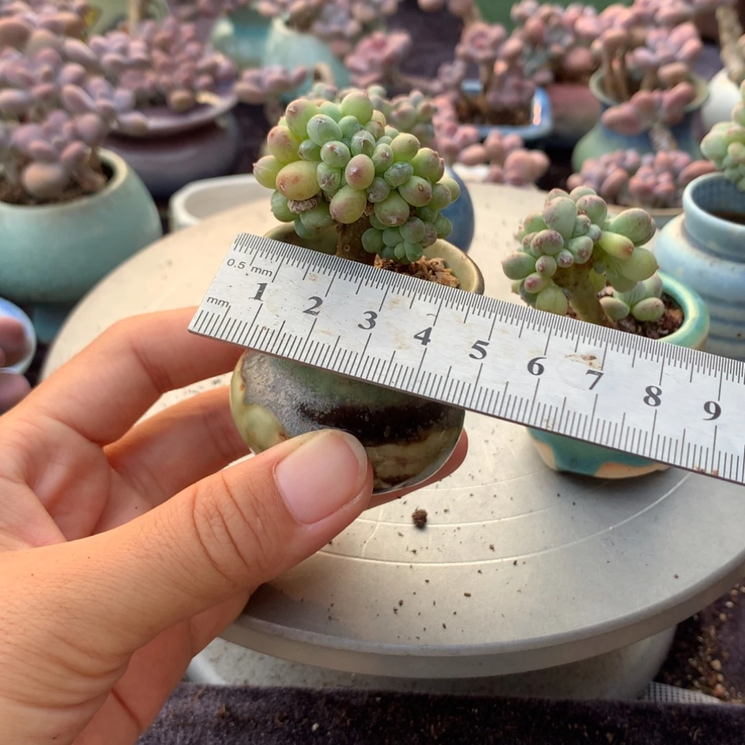 夏***岁20感带盆偏远地区不包邮的