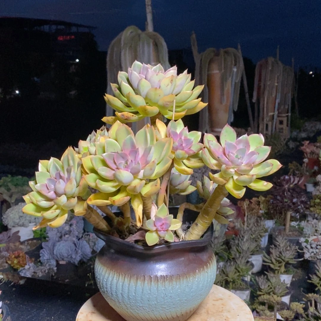 多肉植物老桩一物一拍