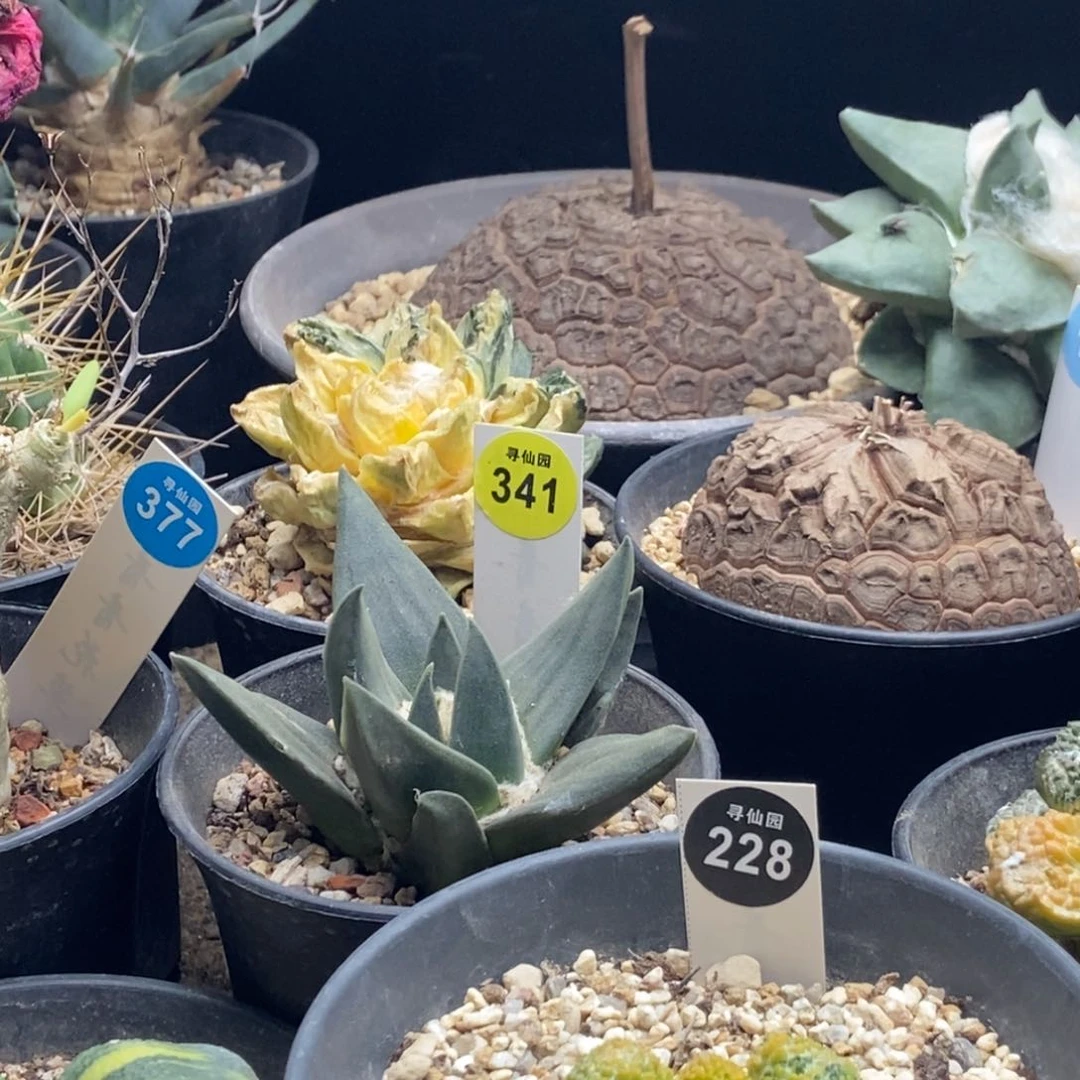 芊*芊芊专拍668753688