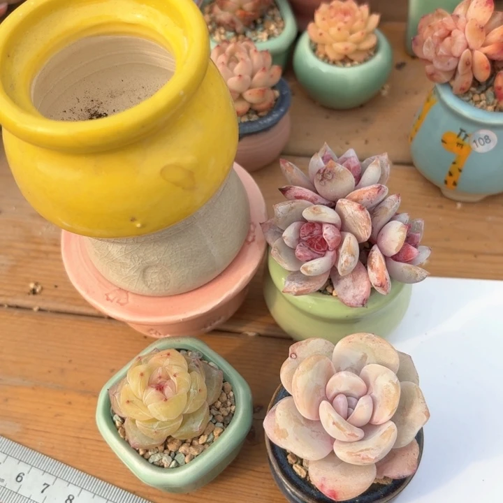 喜*多肉含盆土 满30元包邮 除偏远