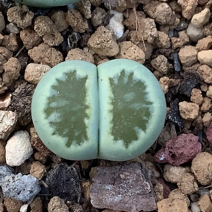精品多肉植物精品绿菊