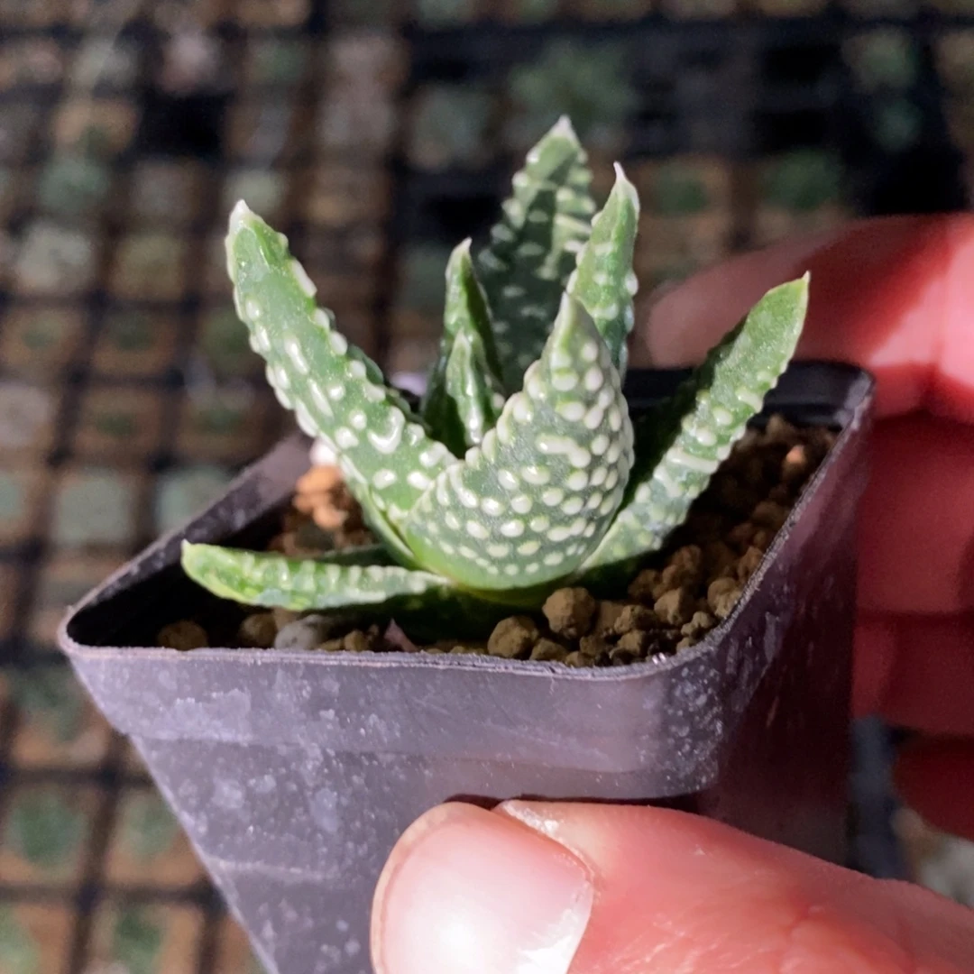 皇帝硬叶一颗 元旦福利