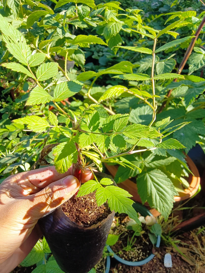 易成活爬藤蔷薇科黑袍黄袍大黑梅