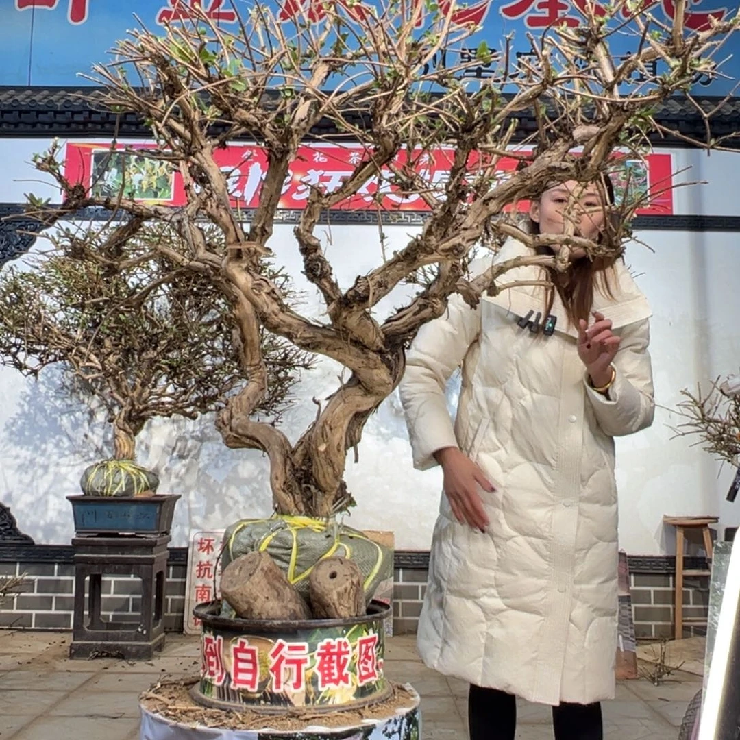 无花朵金银花5588888888888