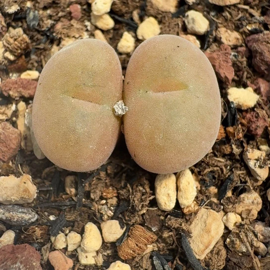 765空卡母本双头带盆