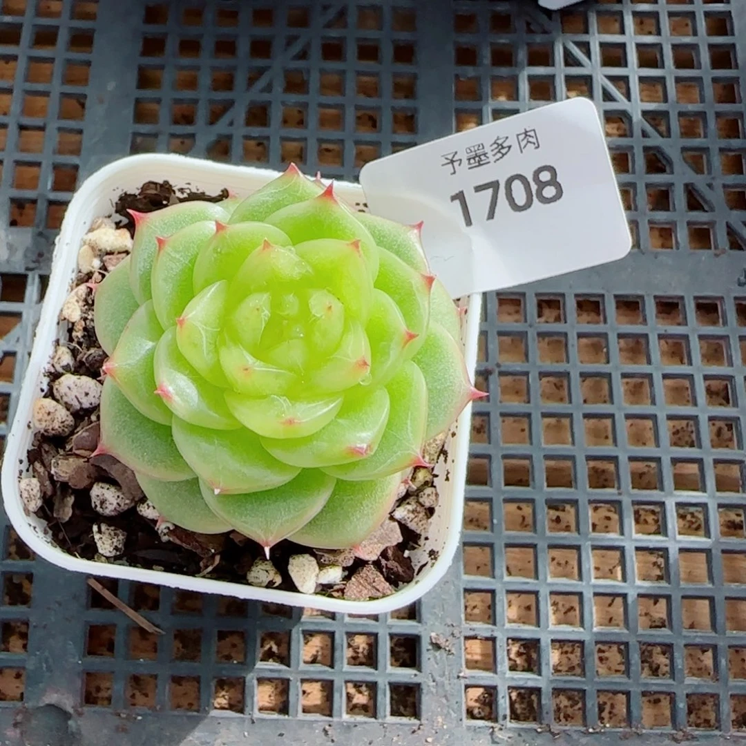 杜若珍妮，1708多肉植物