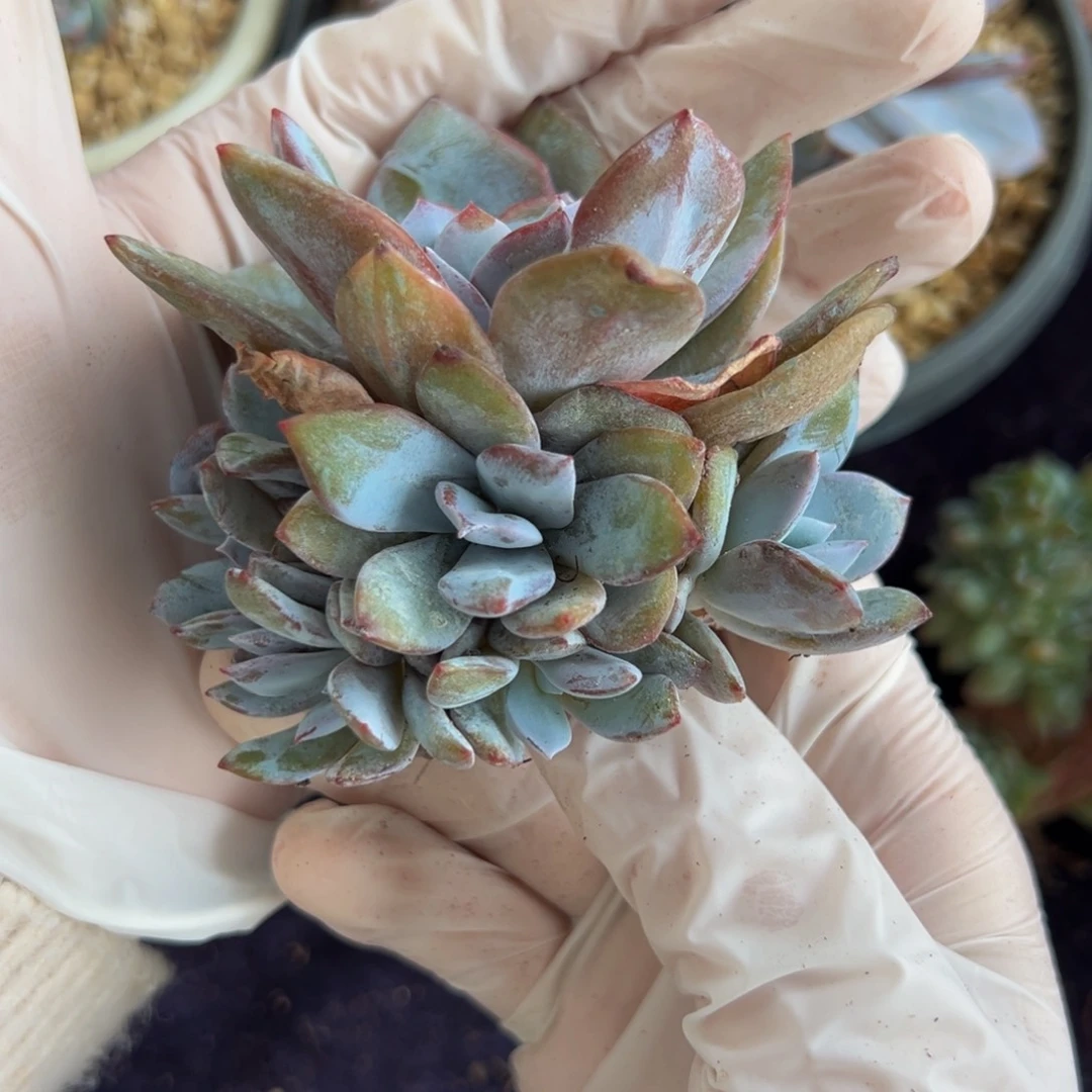 新年快乐 新年快乐