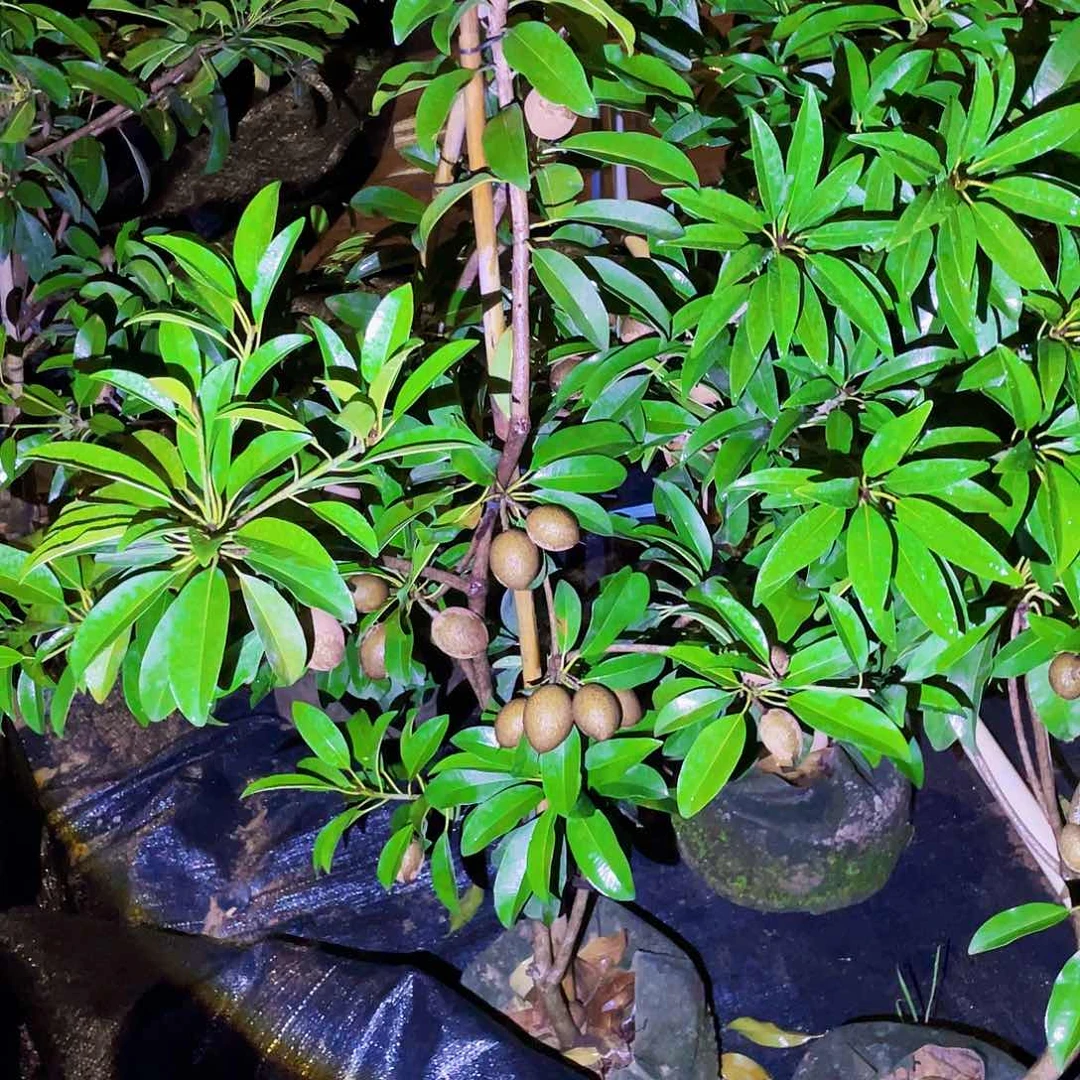 无花朵非**可果树333333233333433