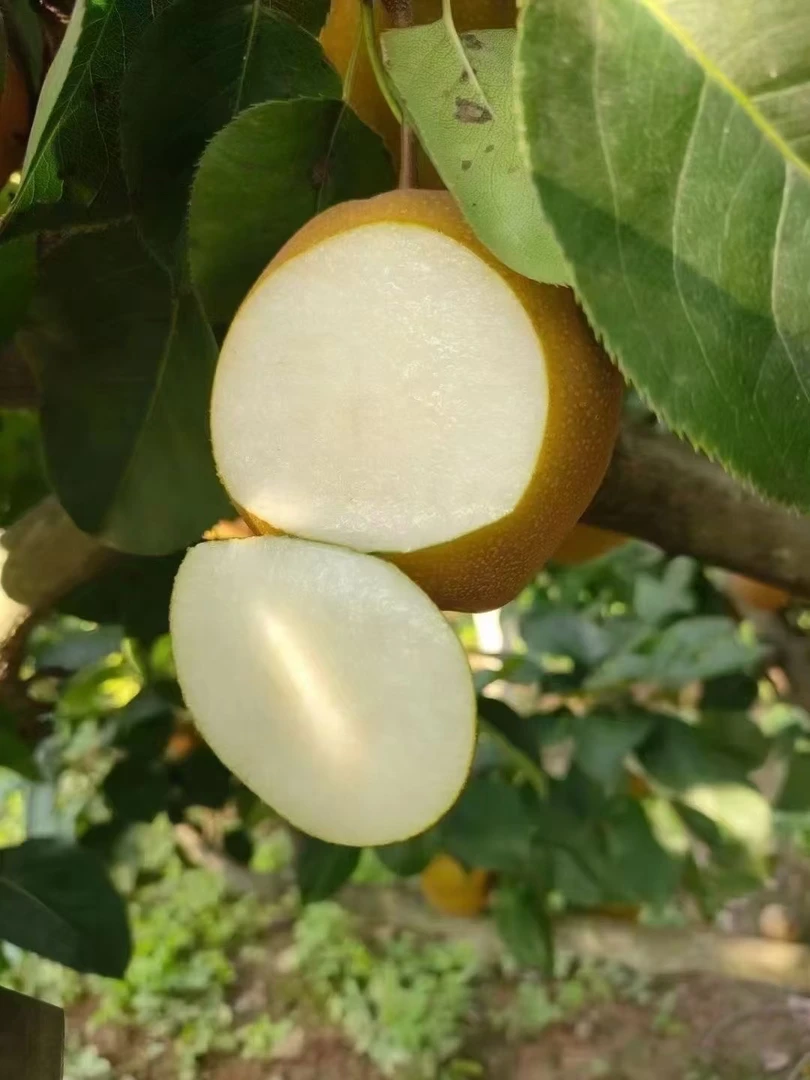 湖北荆州本地自种新鲜采摘黄花梨脆甜多水汁