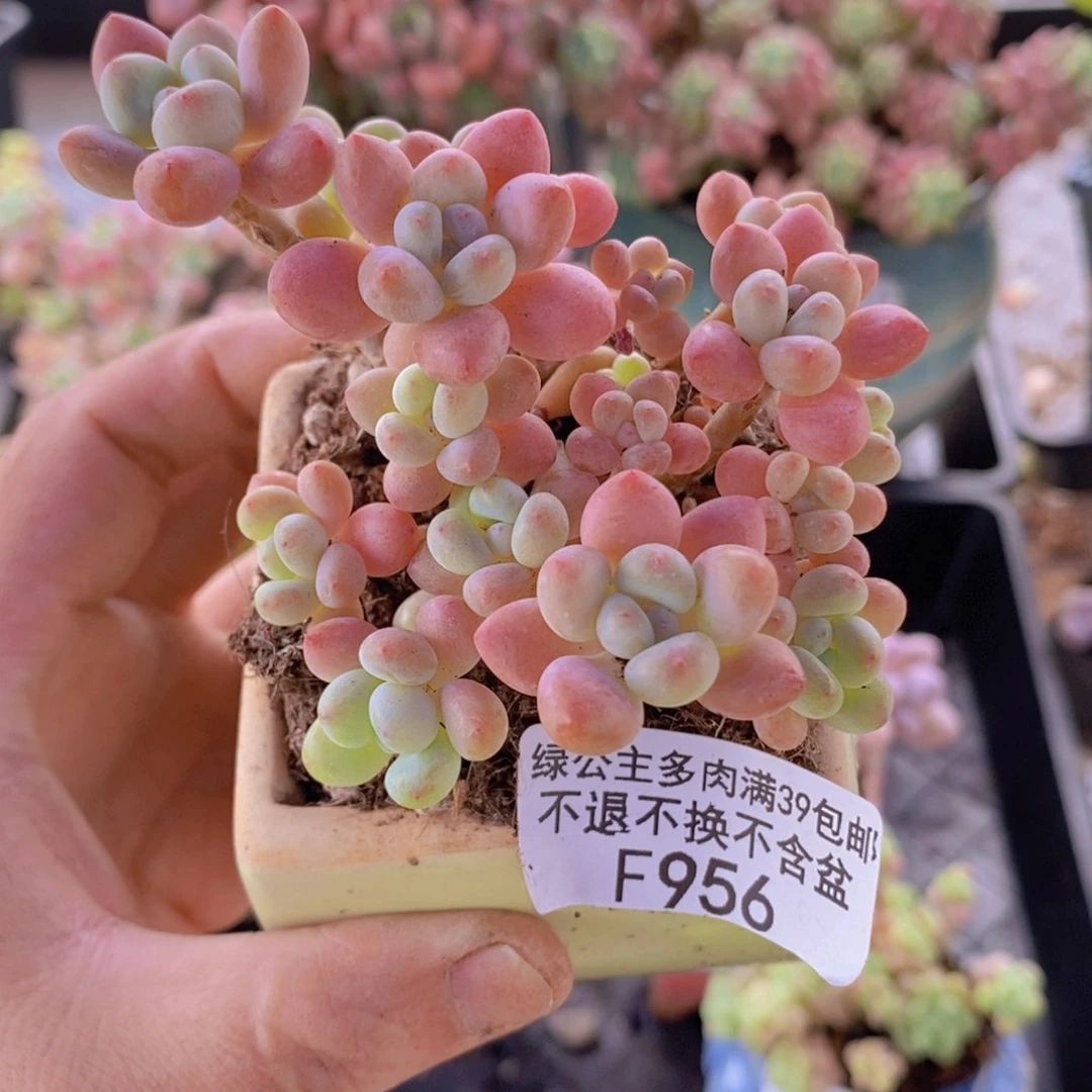 鱼子酱6cm956多肉植物