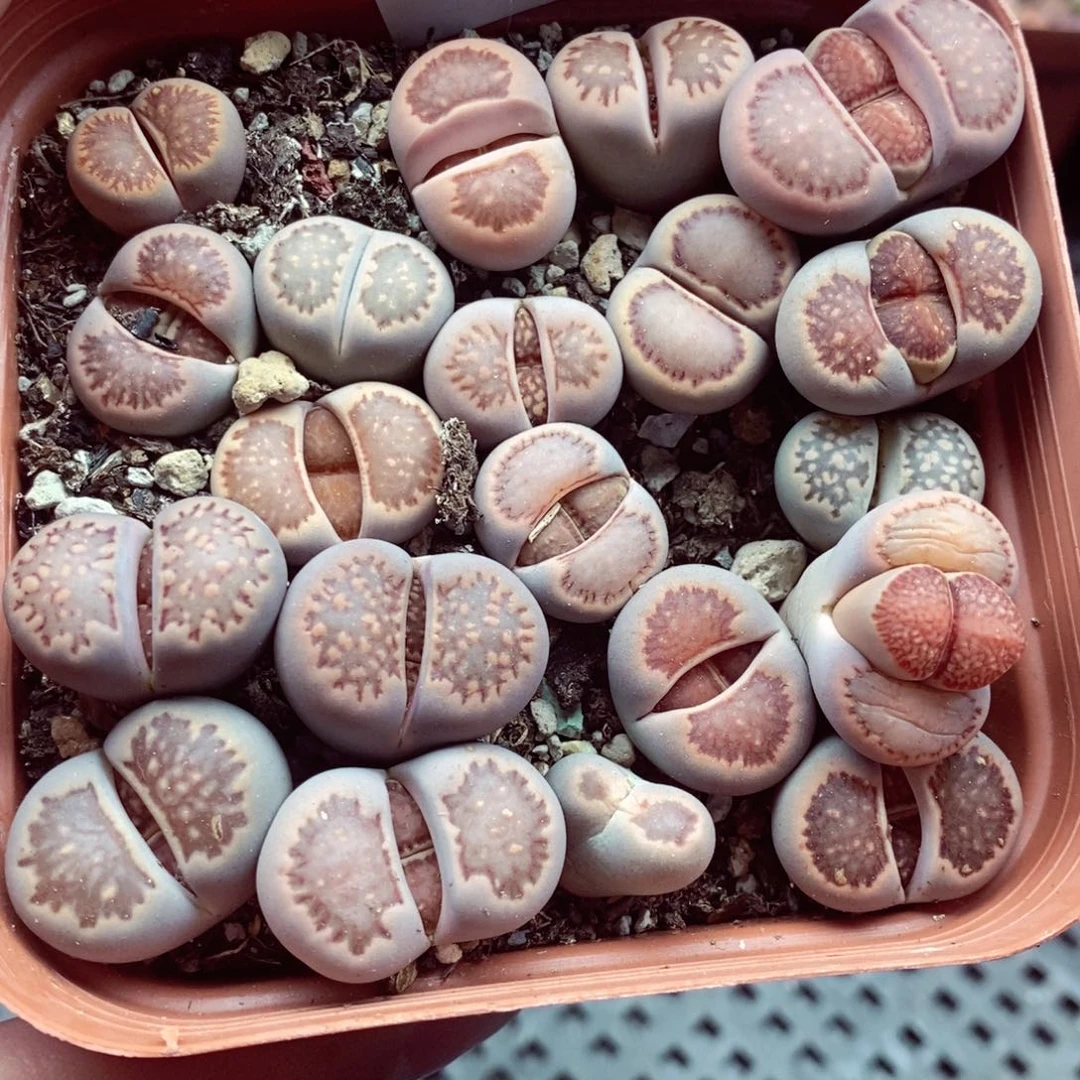 我的小姐姐们都是我的194