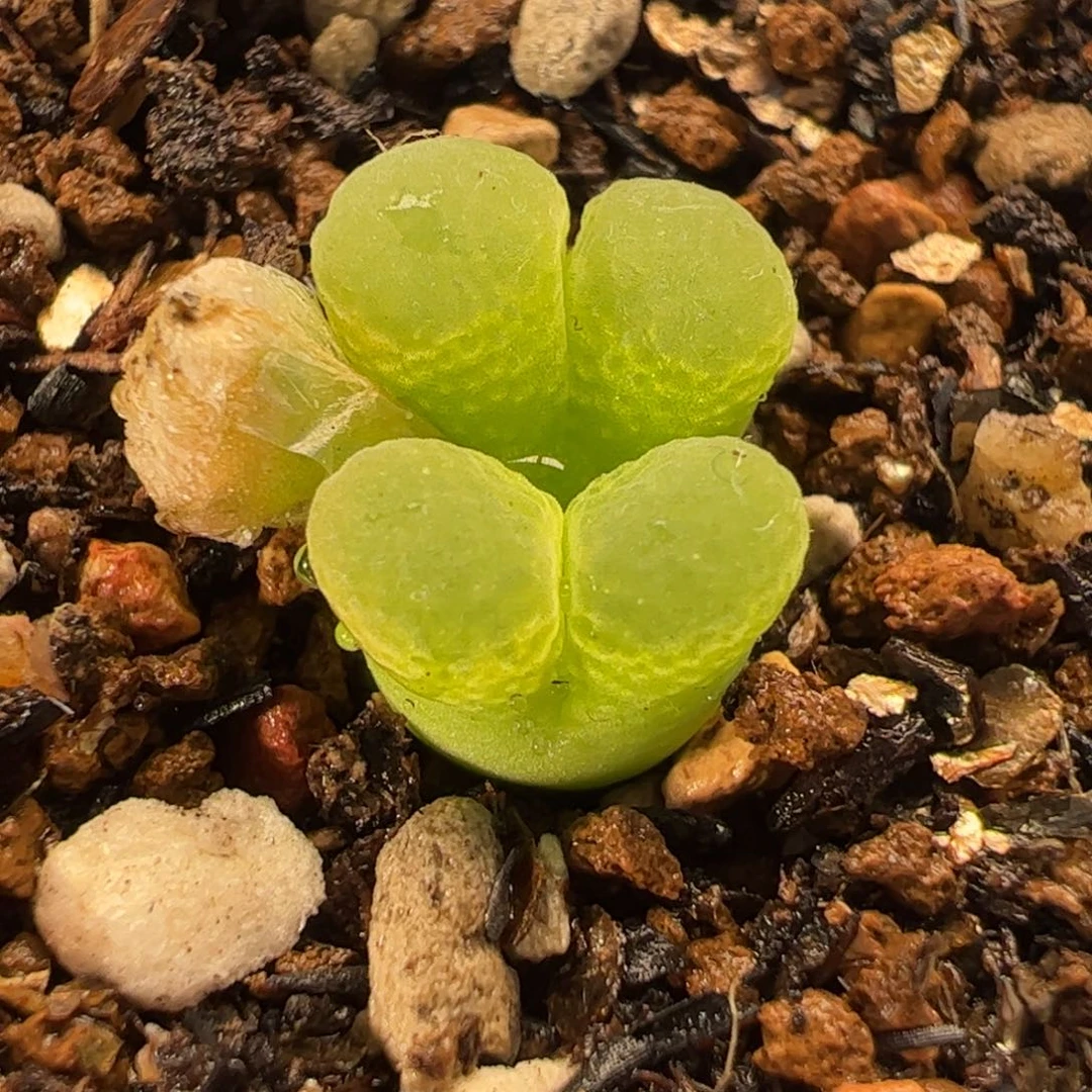 036多肉植物百科