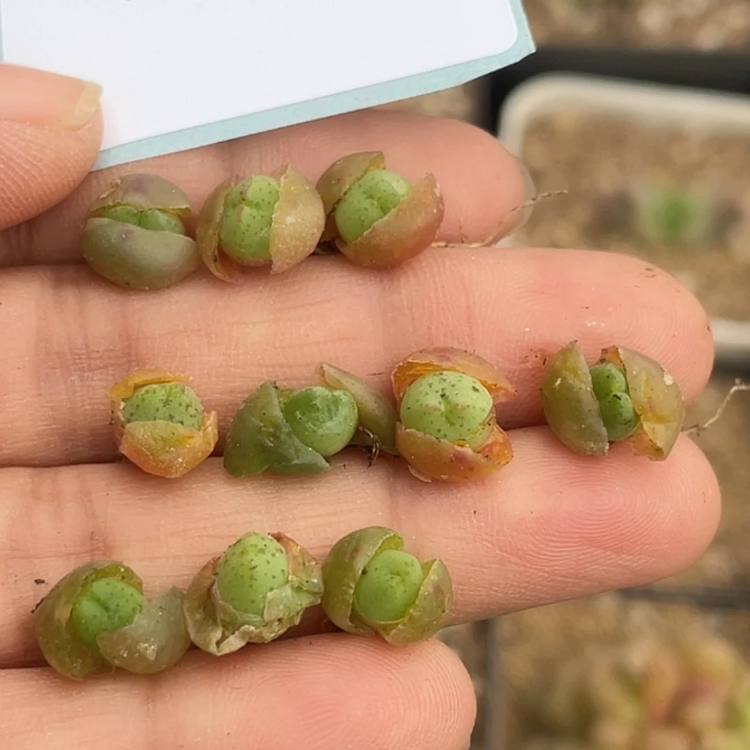 14-30比卡丘一颗量拍多肉植物