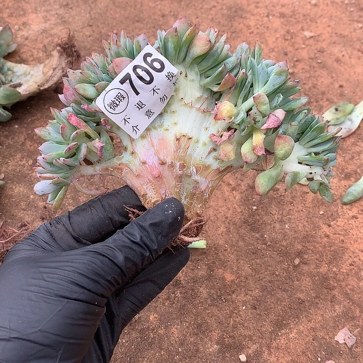 暮光之城缀 中秋福利8折