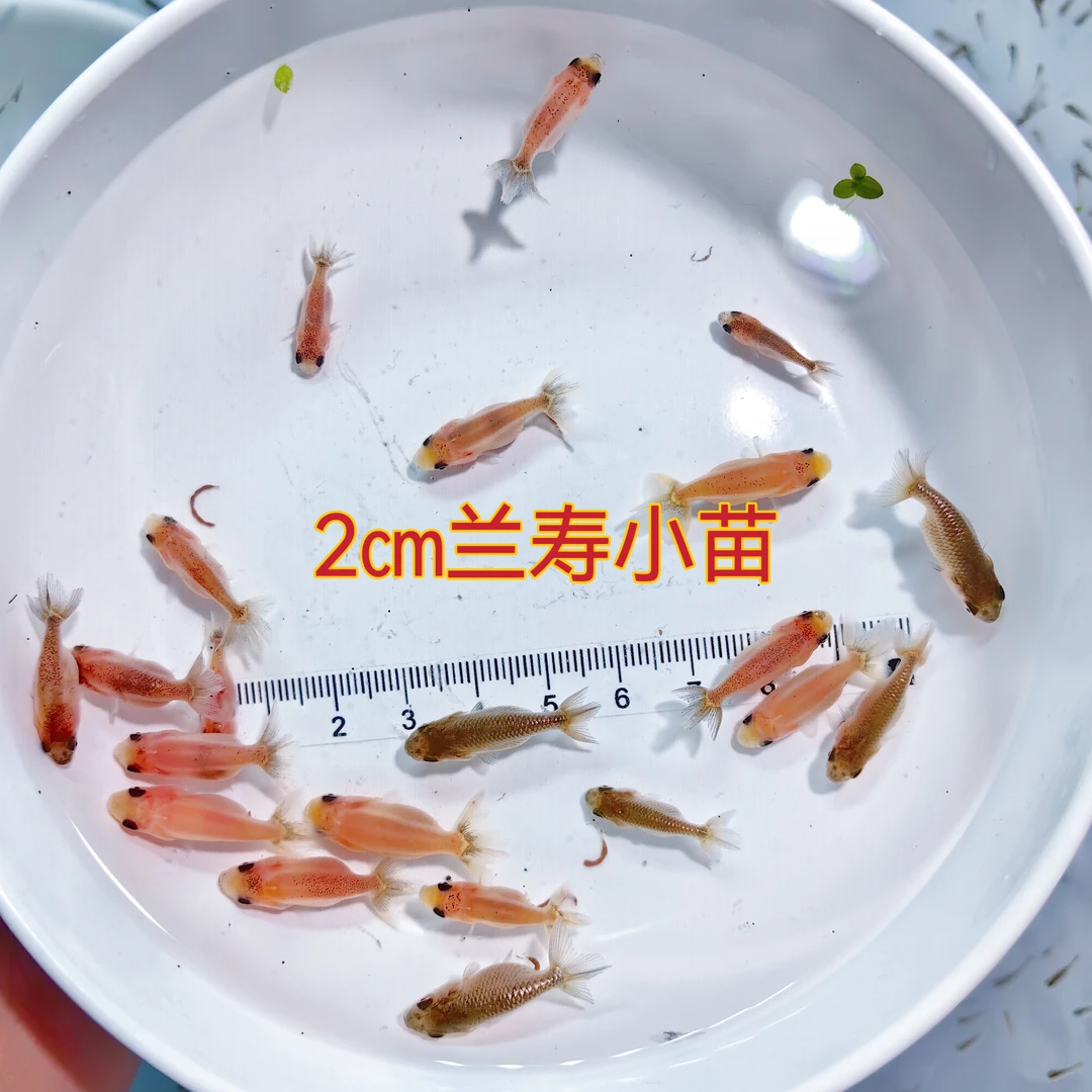 2cm左右兰寿小苗淡冷水活体观赏鱼福州发货新手饲养
