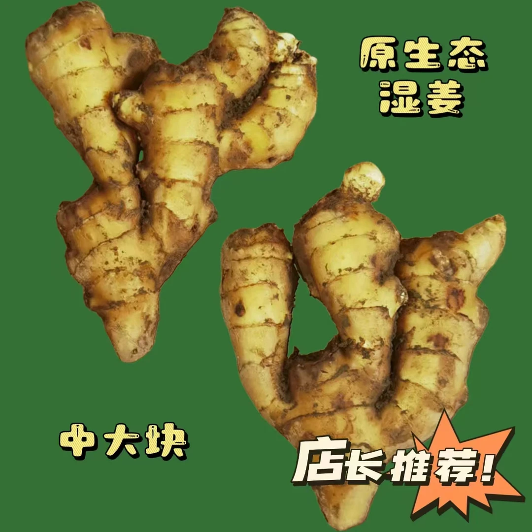 【优质老黄姜】新鲜现挖自家种植泥姜现挖现发窖藏老姜湿姜生姜